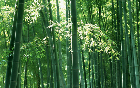 Bamboo Collection