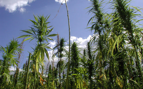Hemp Collection