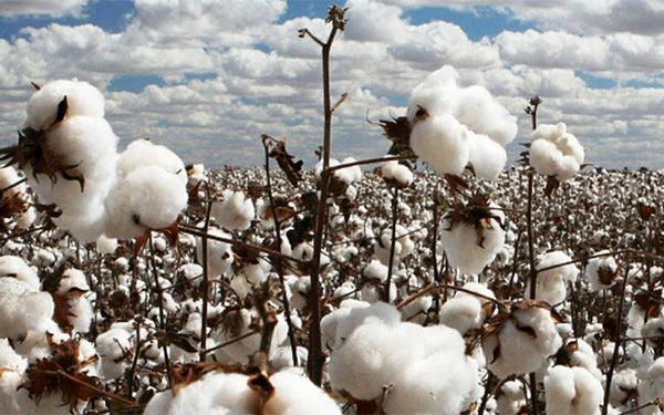 Sueded Cotton Collection